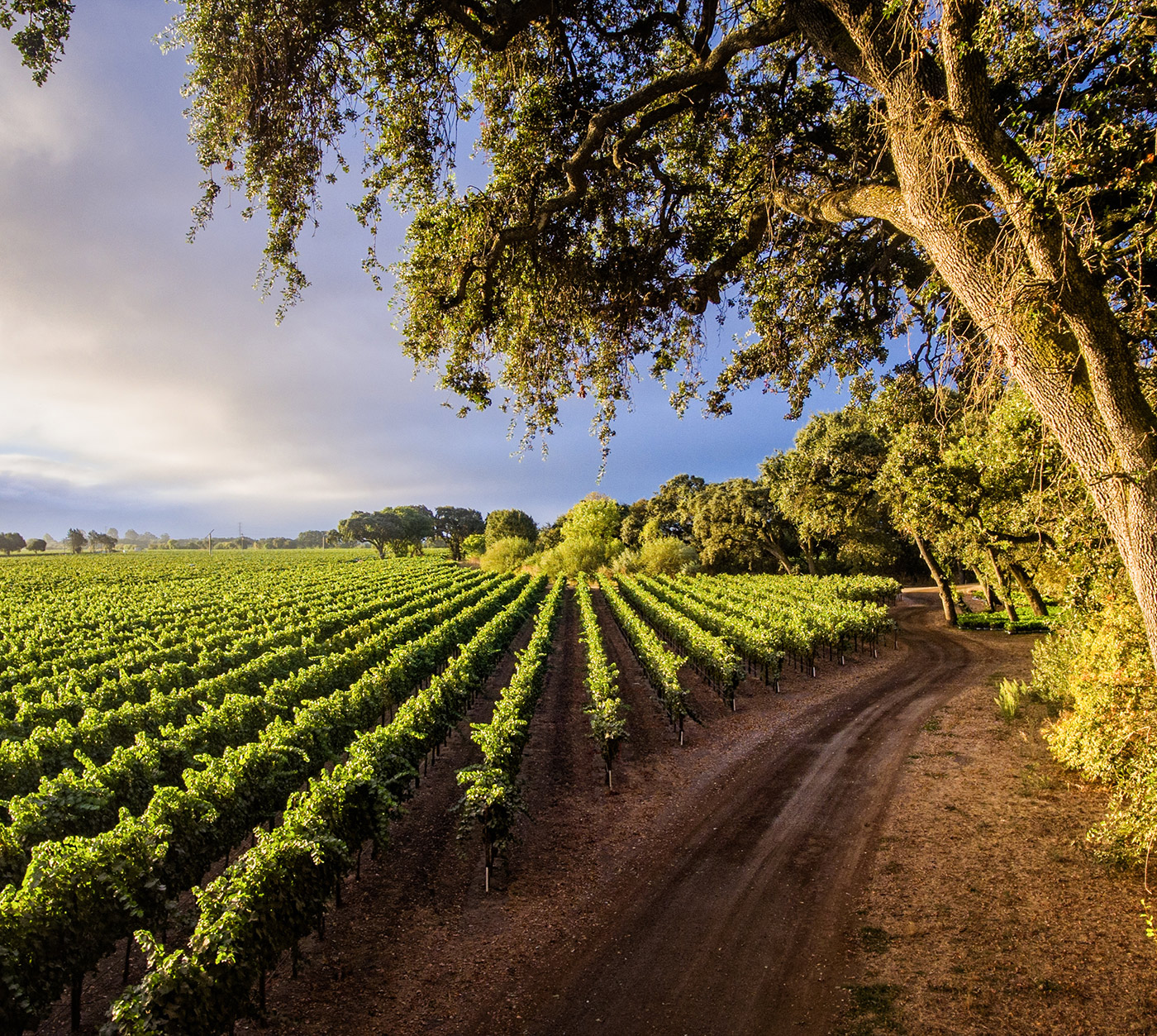 Field of grapevines next to a dirt road and a tall tree at dusk