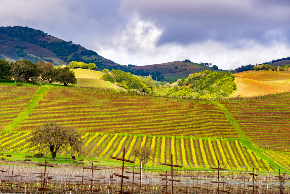 crops growing on a hillside