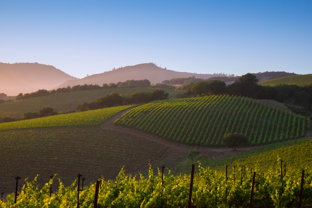 Agricultural crops growing on a hillside