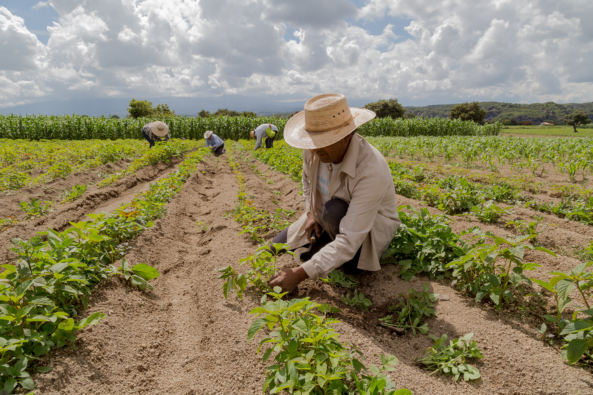 Agricultural farm worker cultivating amaranth in a field of amaranth with fellow workers in the background under a cloudy sky.