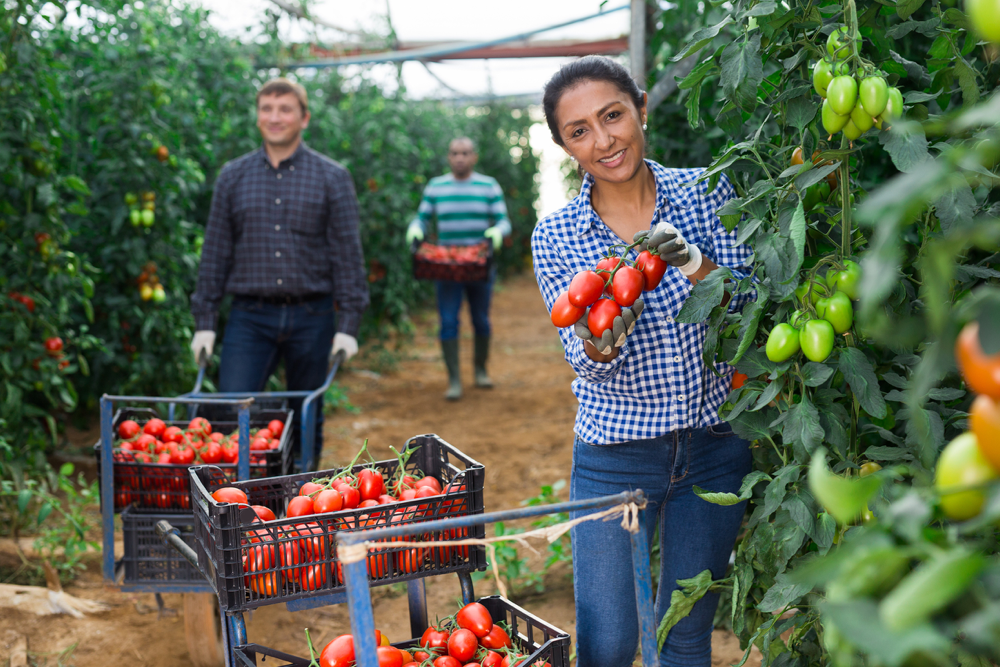 Smiling female agricultural worker picking ripe tomatoes from vertical vines with fellow workers carrying crates of tomatoes in the background