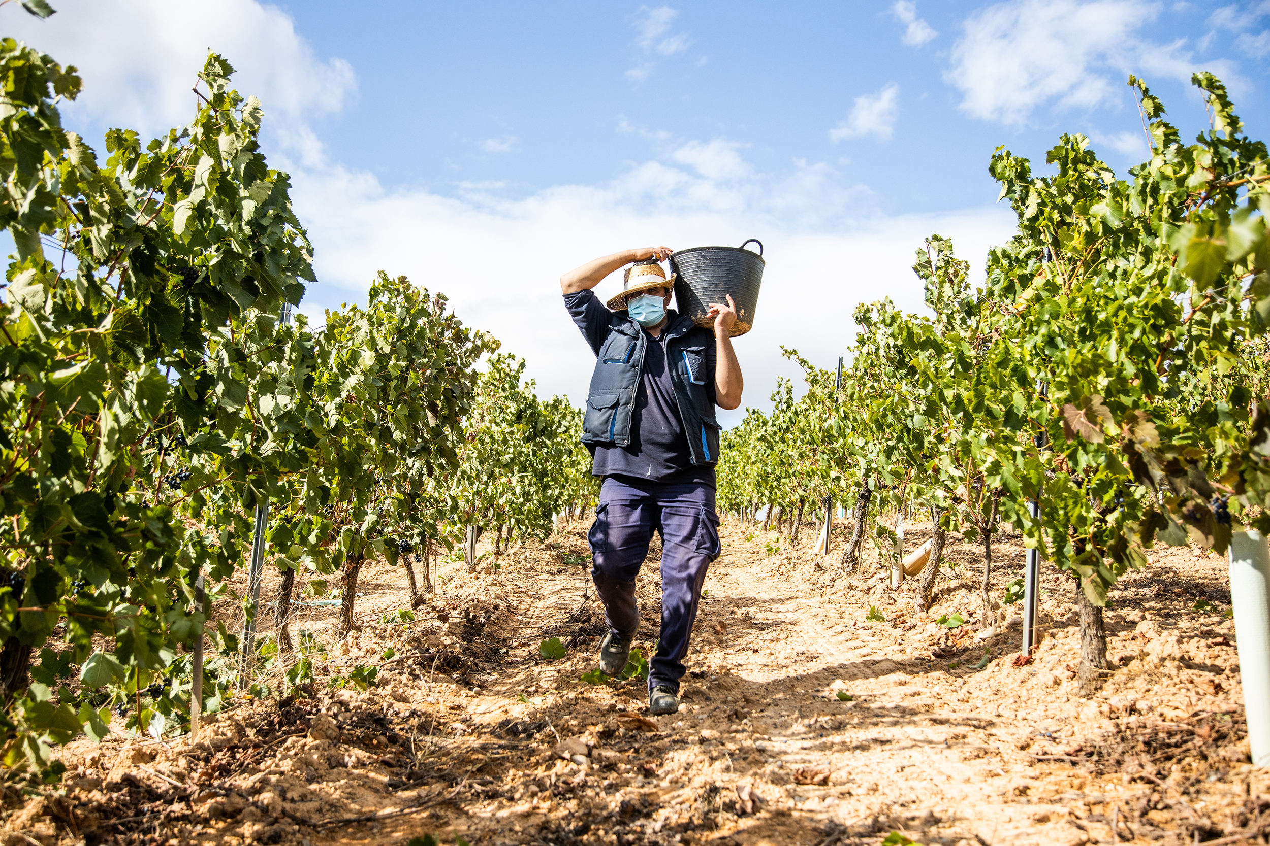 male agricultural worker collecting bunches of grapes in his basket for harvest in a vineyard