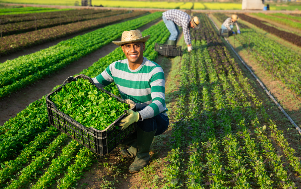 Smiling male agricultural worker with a large container of greens and fellow workers in the background picking greens.