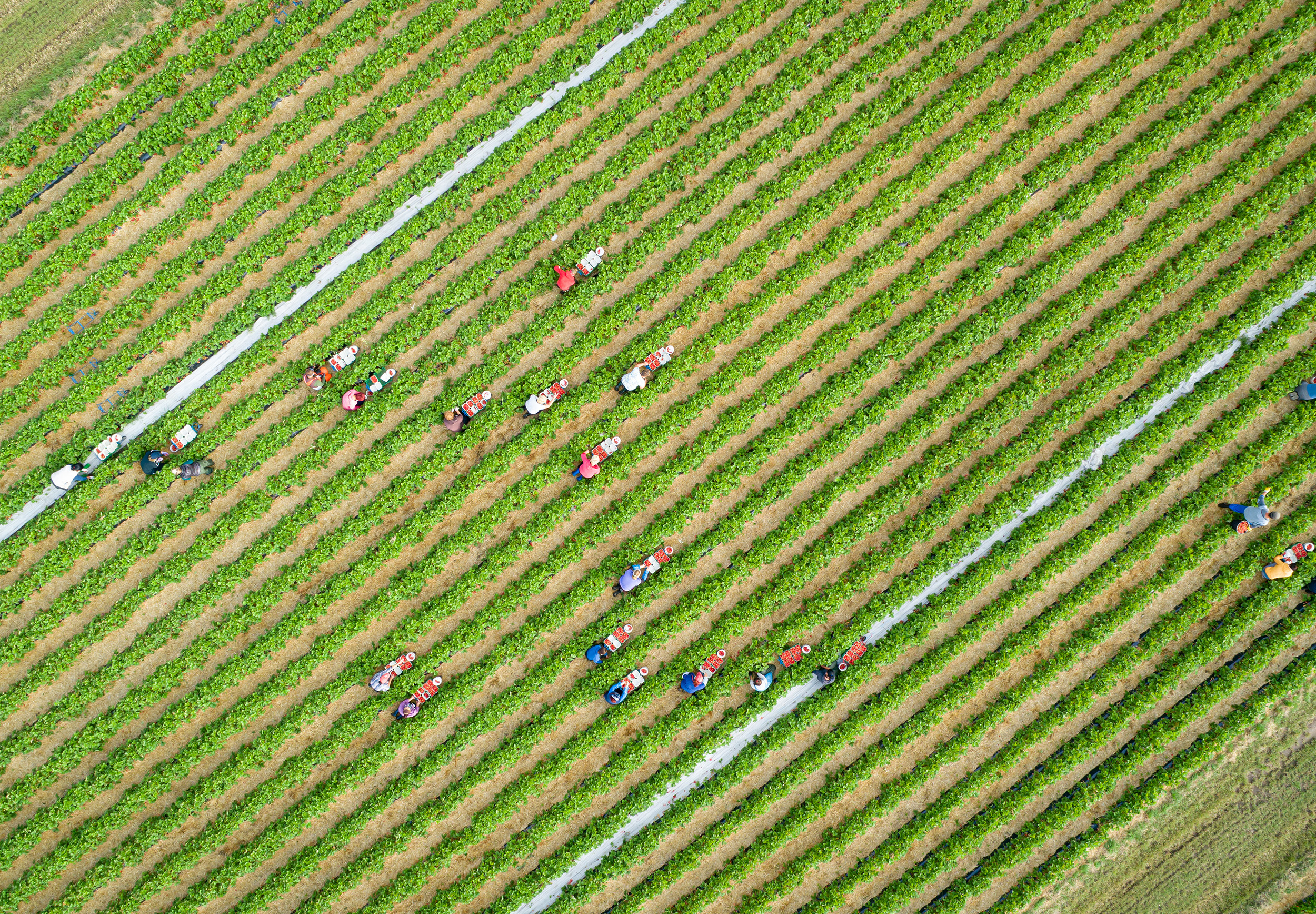 Aerial view of agricultural workers in the field
