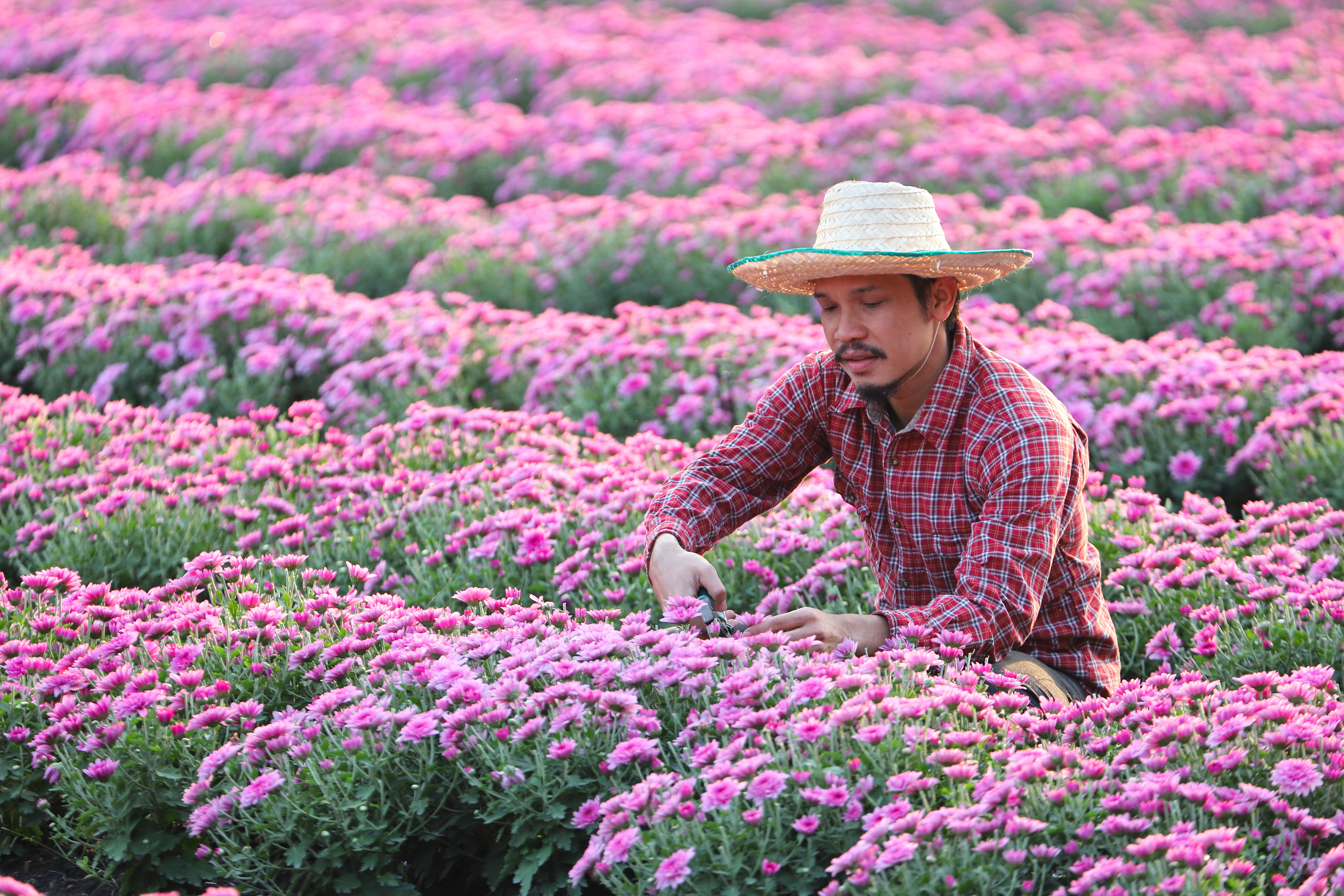 Male agricultural worker wearing a red plaid shirt and straw hat tending to a large field of pink chrysanthemums