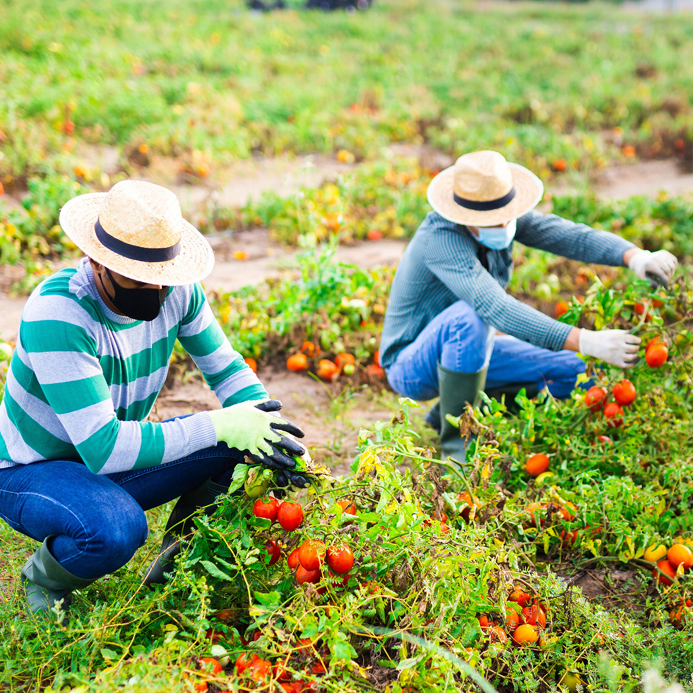 Group of farmworkers in protective face masks checking diseased tomatoes damaged by pests on field. Concept of respiratory infection prevention