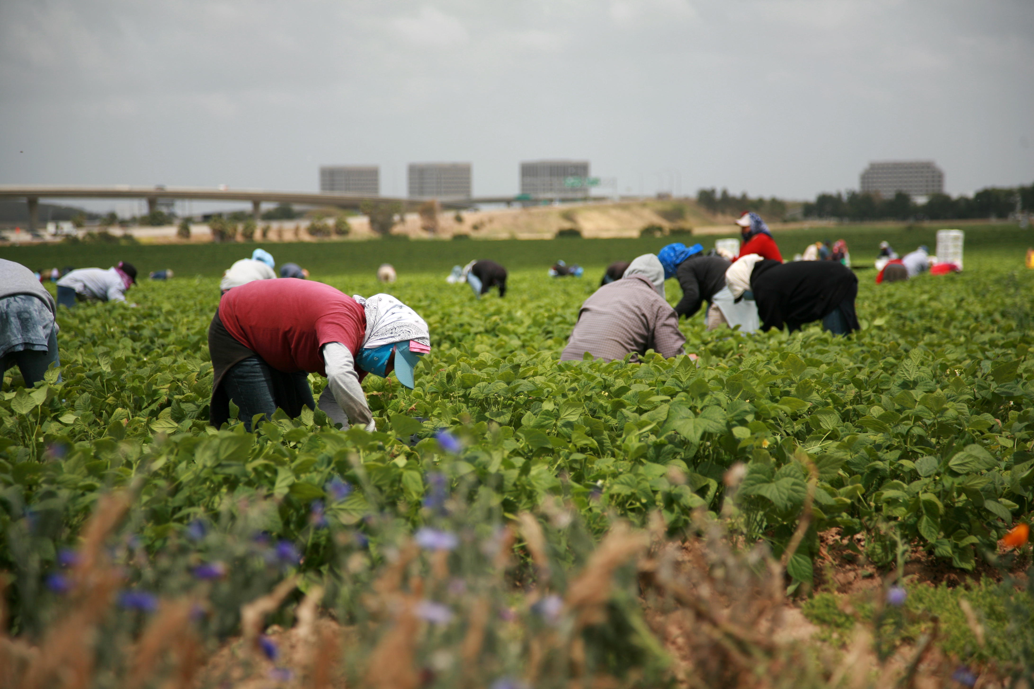 Immigrant migrant seasonal farm workers pick and package fruit and vegetables working in the fields