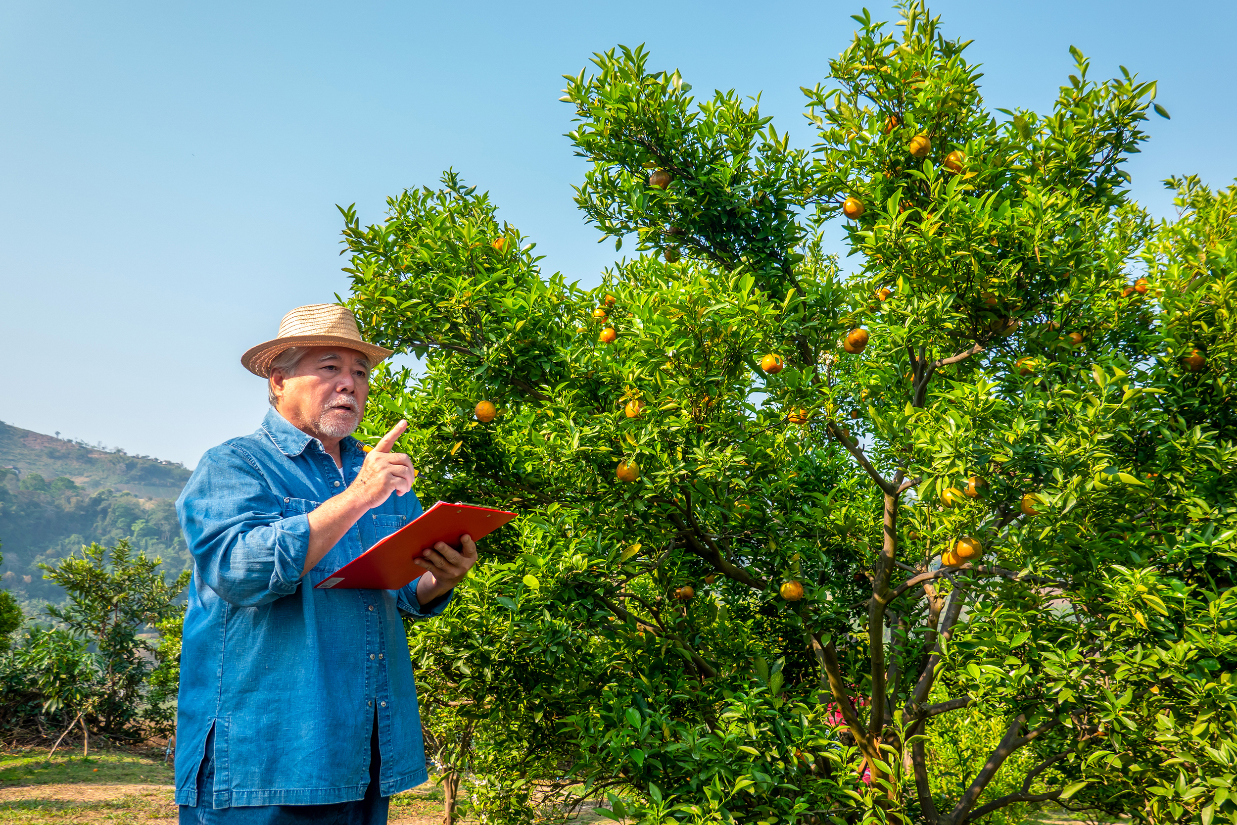 Male Agricultural worker with clipboard inspecting the quality of organic fruit