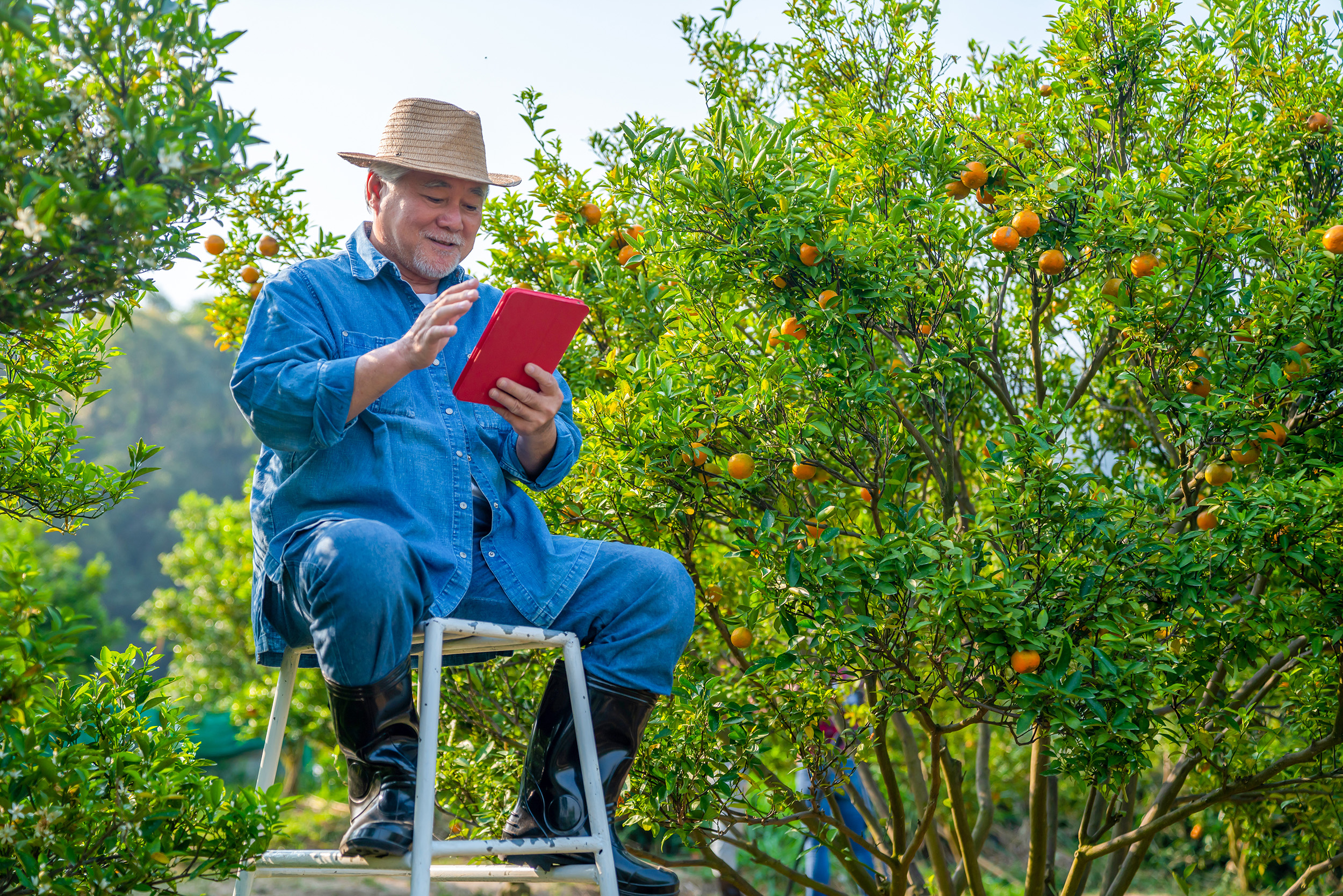 Senior farm working using digital table to inspect organic produce