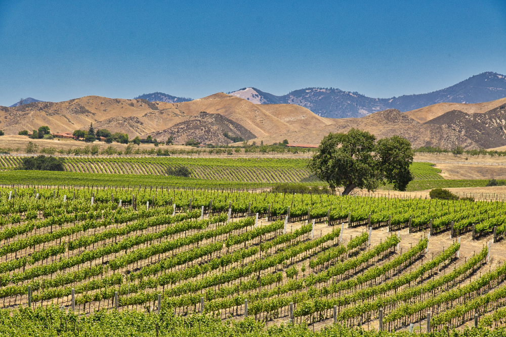 large vineyard with mountains in the background