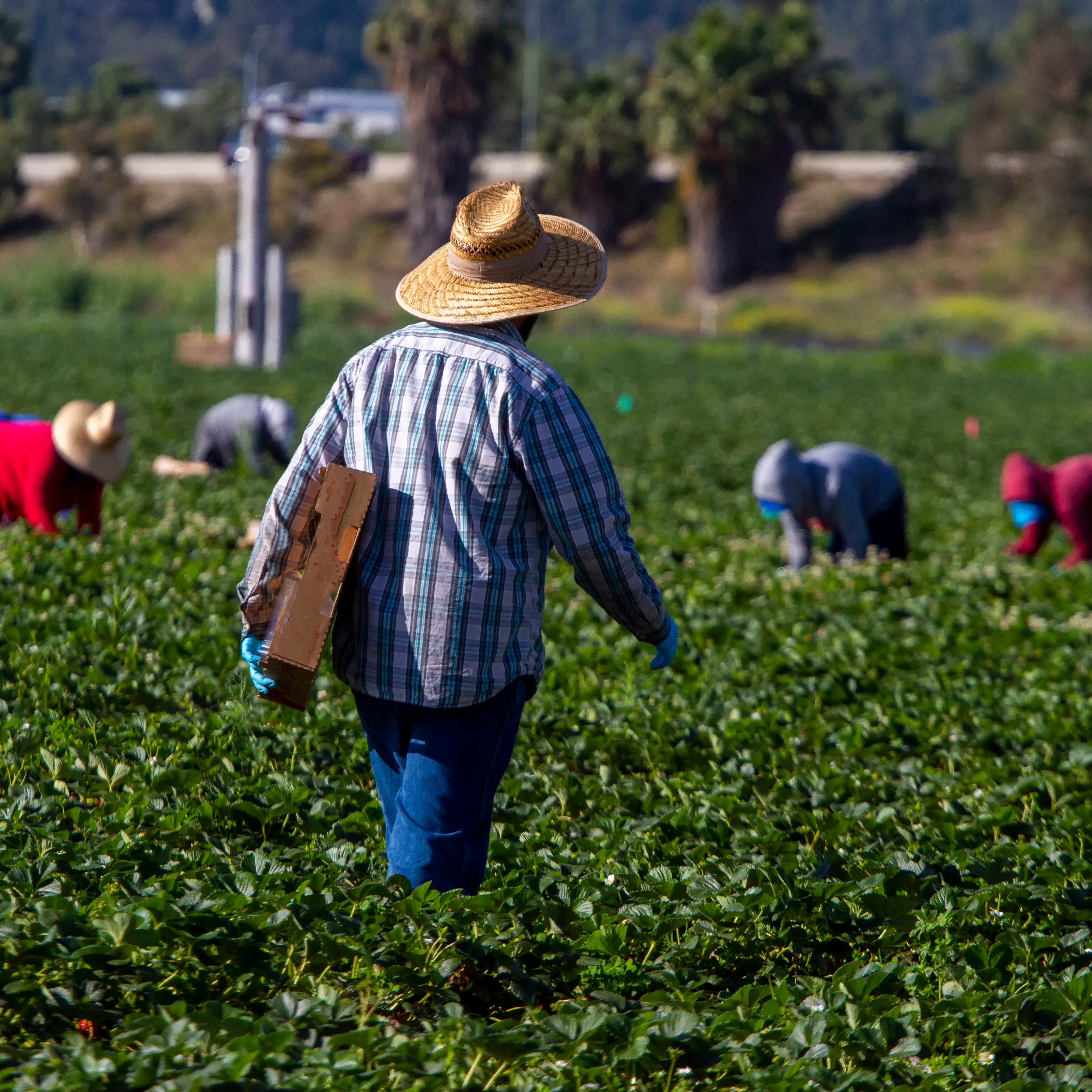 Agricultural farm workers working in the field