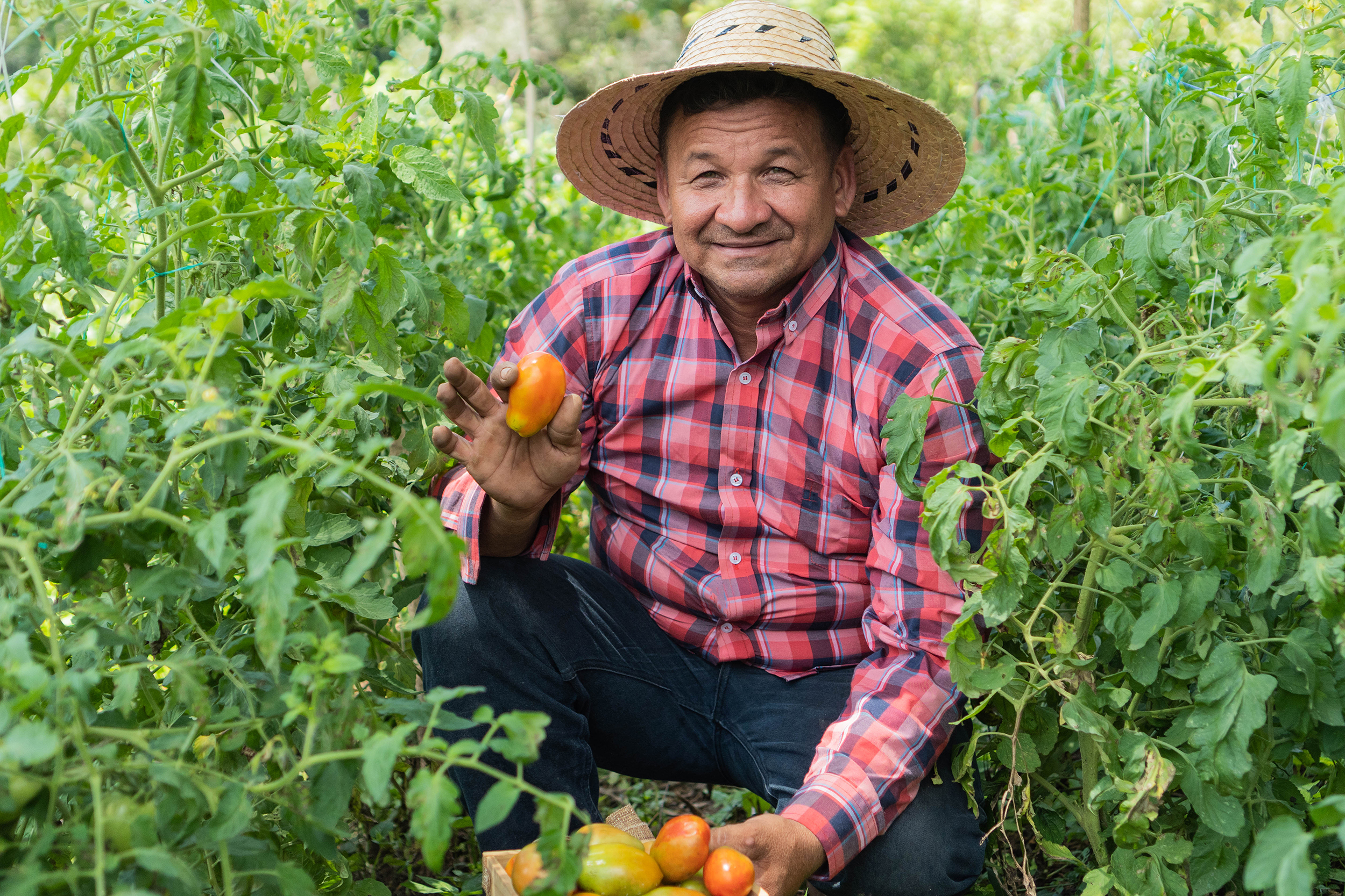 Hispanic farmer inspecting tomatoes in the field