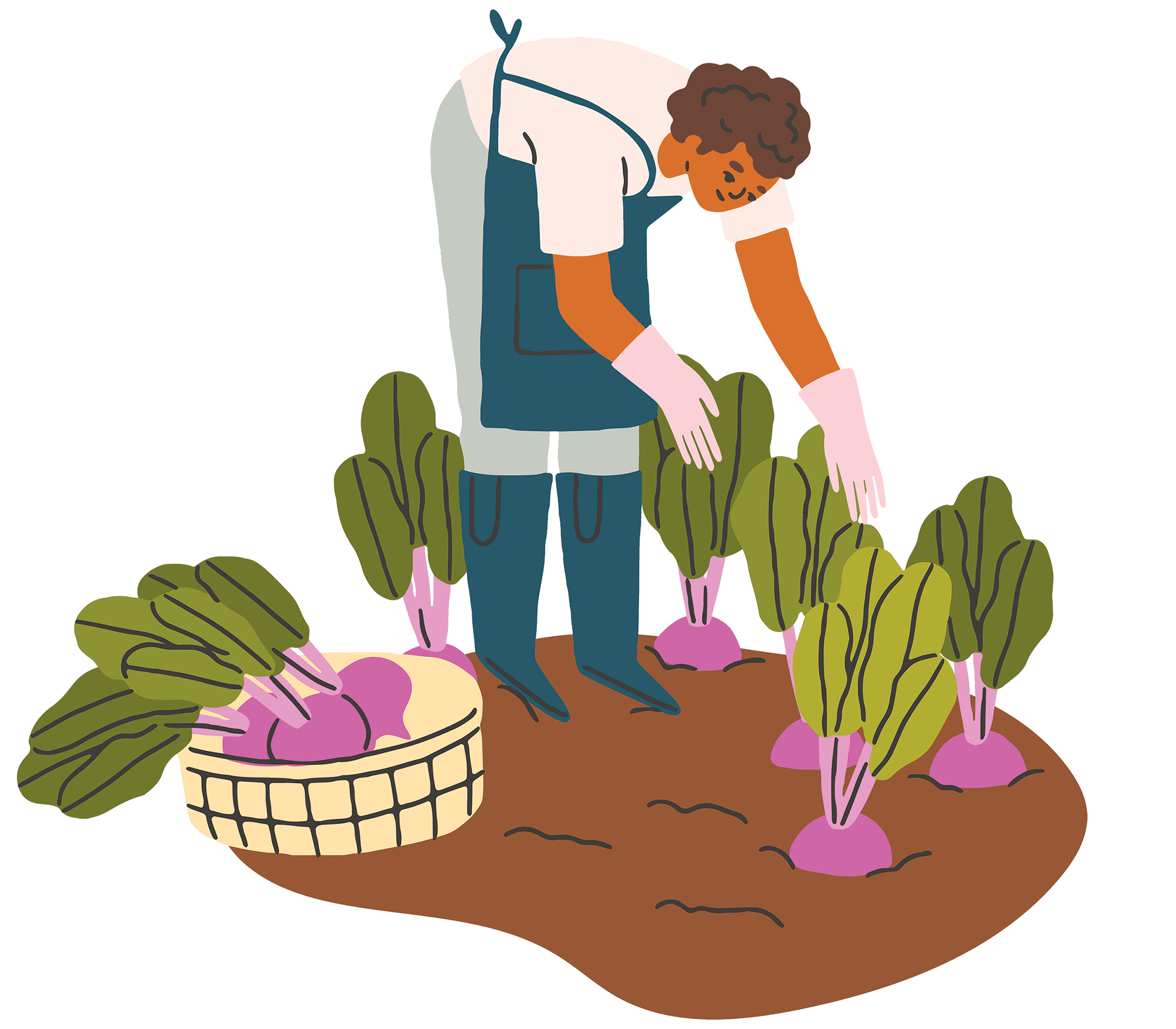 Agricultural worker picking beets