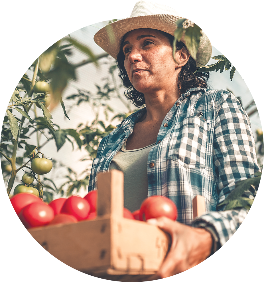 Female agricultural worker wearing a plaid shirt and a straw hat carrying a large crate of tomatoes.