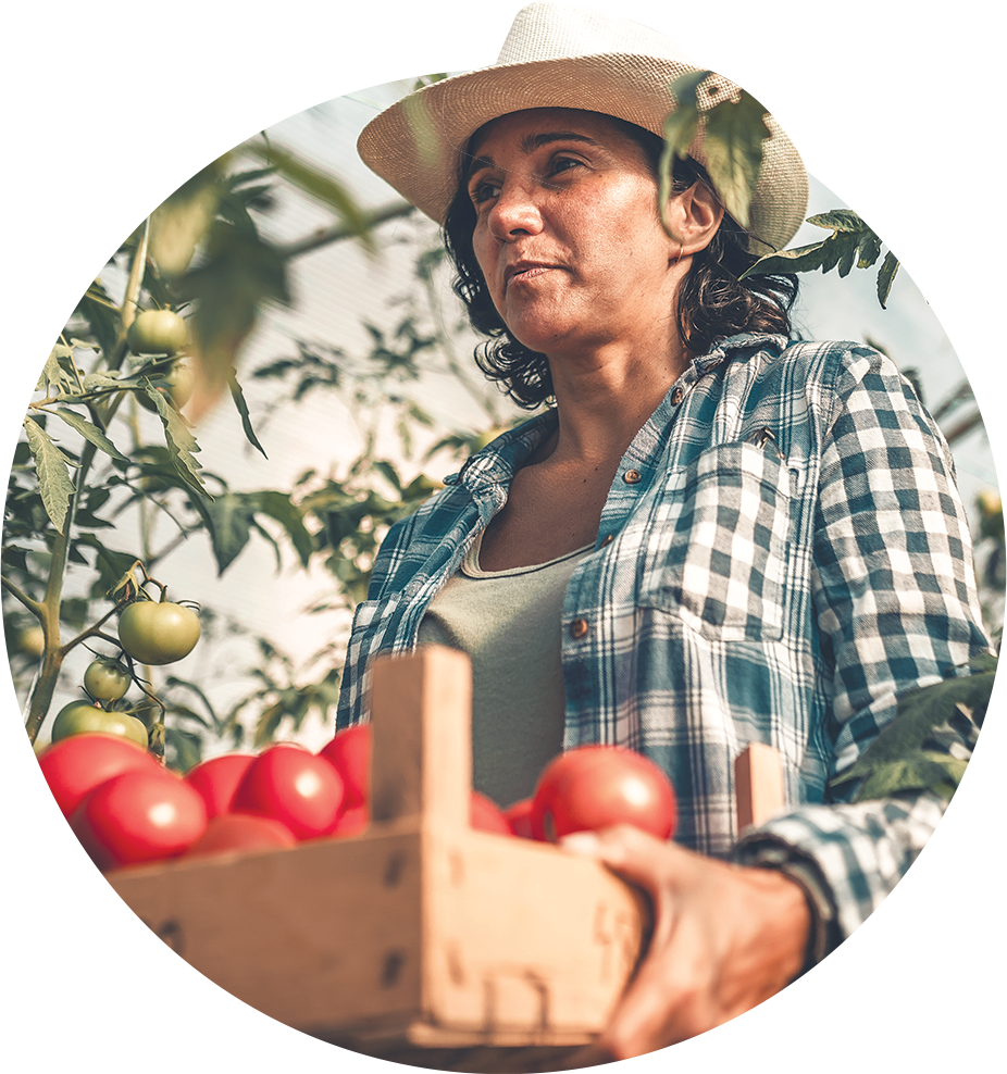 farmer carrying tomatoes