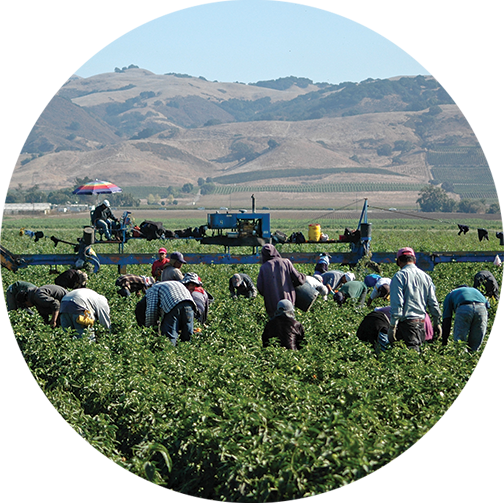 Agricultural workers picking produce in the field.